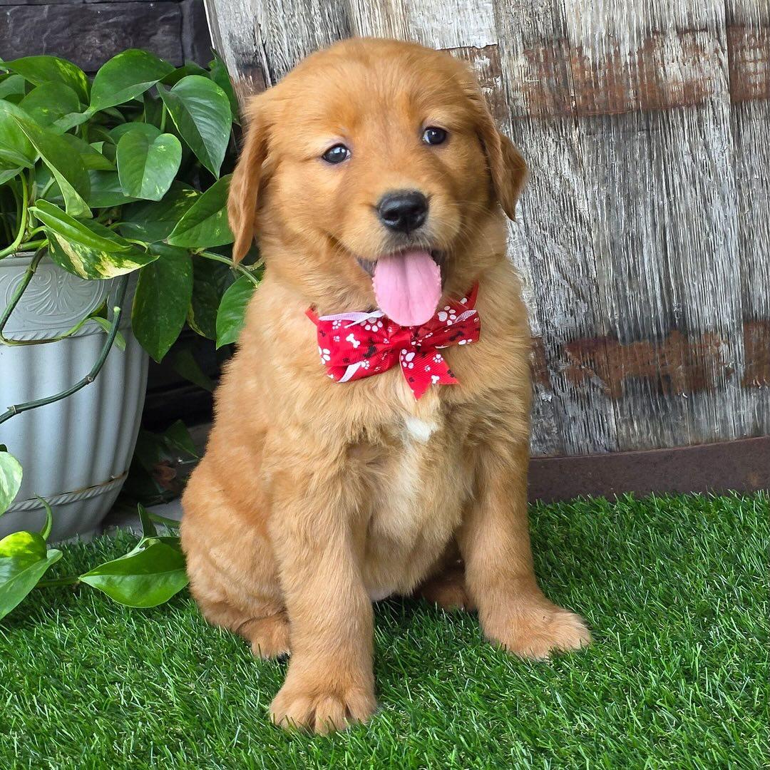 Charlie - Dark Gold French Bulldog puppy for sale