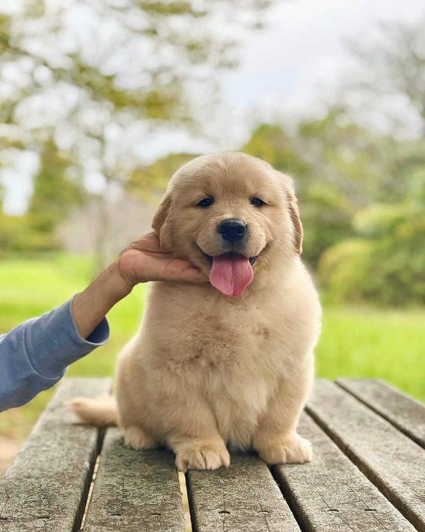 Cooper - Light Gold French Bulldog puppy for sale