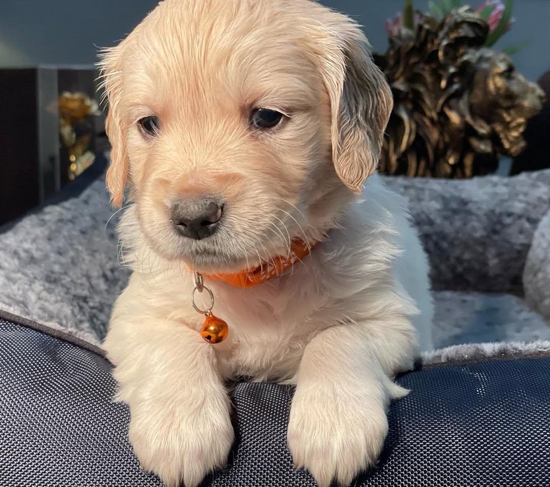 Molly - Light Gold French Bulldog puppy for sale