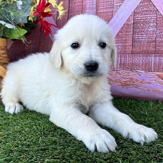 Rosie - Light Cream French Bulldog puppy for sale