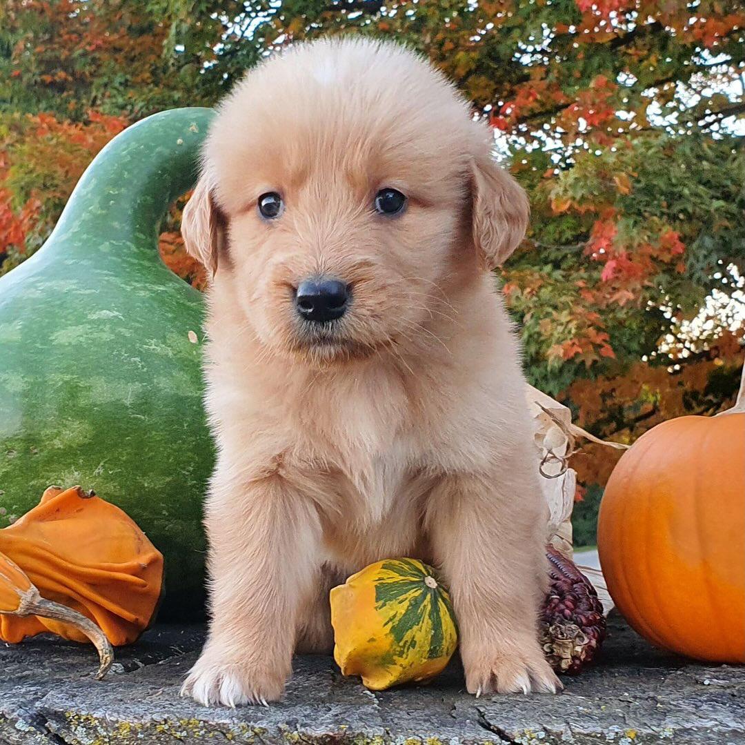 Toby - Gold French Bulldog puppy for sale